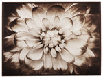 Phiala Wall Art